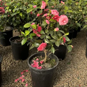 Camellia Japanese Variety Flower Healthy Plant - Image 4