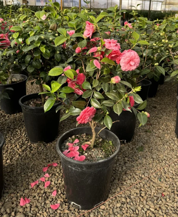 Camellia Japanese Variety Flower Healthy Plant