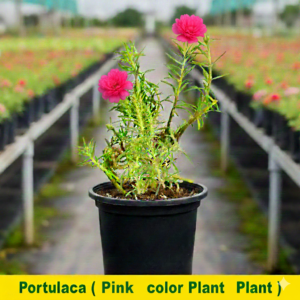 Portulaca/10 o clock Hybrid Colored Flowers Plant - Image 4