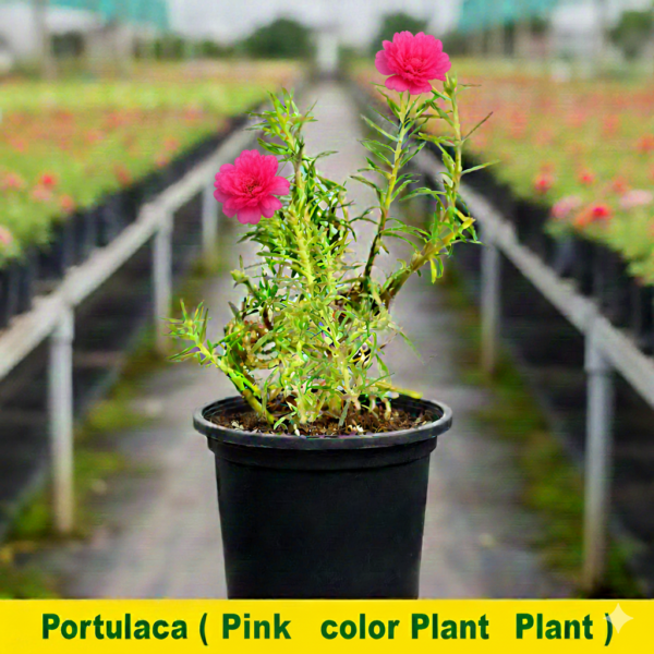 Portulaca/10 o clock Hybrid Colored Flowers Plant