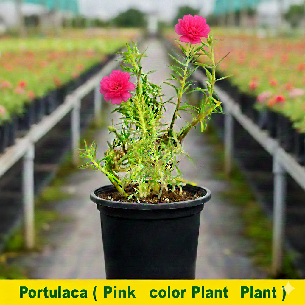 Portulaca/10 o clock Hybrid Colored Flowers Plant - Image 4