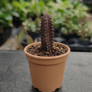 Red Mansa/Red Euphorbia Trigona Healthy Plant - Image 3
