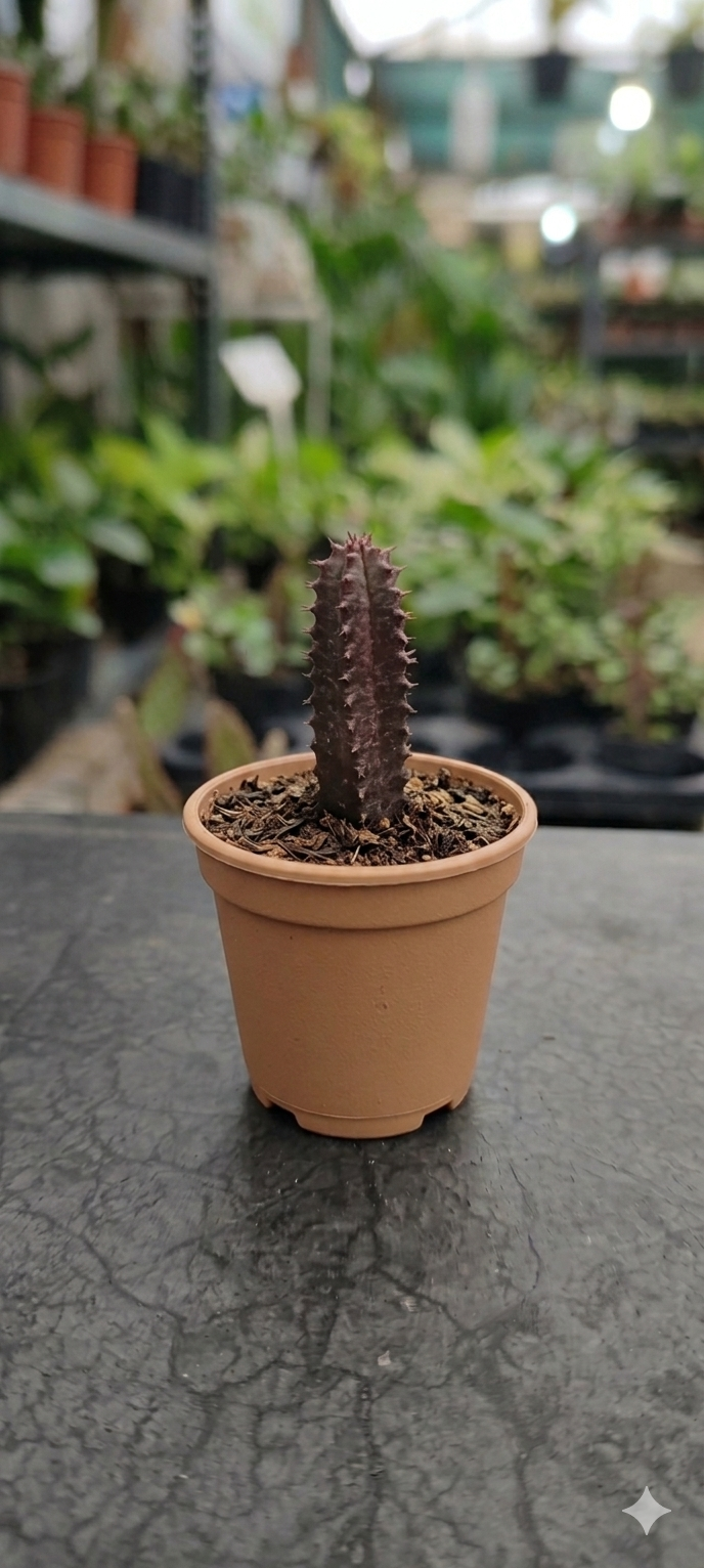 Red Mansa/Red Euphorbia Trigona Healthy Plant - Image 3