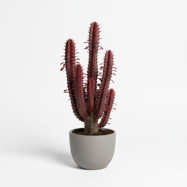 Red Mansa/Red Euphorbia Trigona Healthy Plant