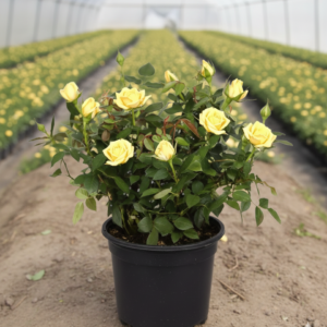 Miniature/Mini Rose Flower Healthy Plant - Image 4