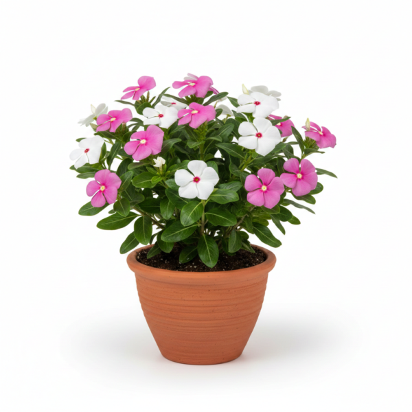 Vinca/Sadabahar/Nithyakalyani/Sadaphuli Healthy Herbal Flower Plant