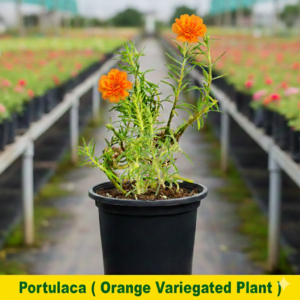 Portulaca/10 o clock Hybrid Colored Flowers Plant - Image 3