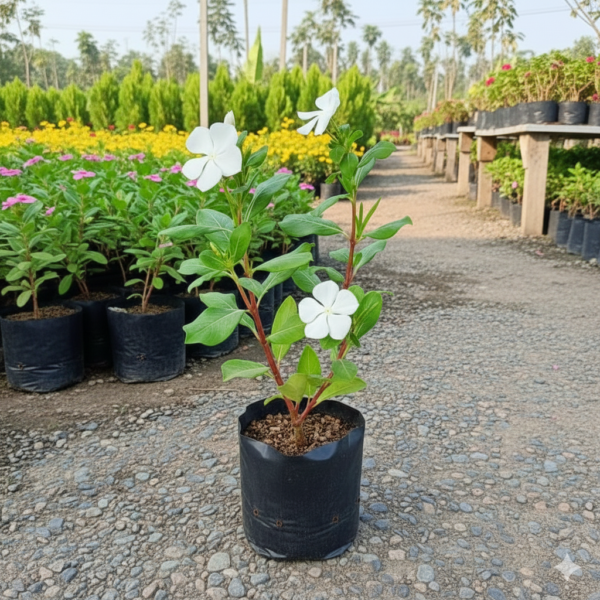 Vinca/Sadabahar/Nithyakalyani/Sadaphuli Healthy Herbal Flower Plant