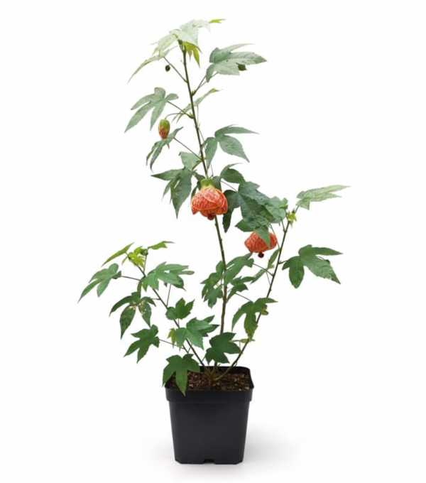 Lantern Hibiscus Flower Healthy PLant