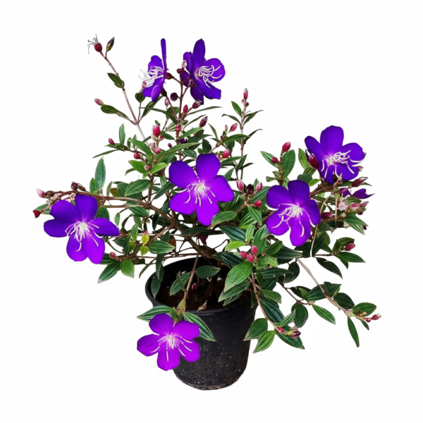 Begum Bahar/ Tibouchina Semidecandra Healthy Flower Plant