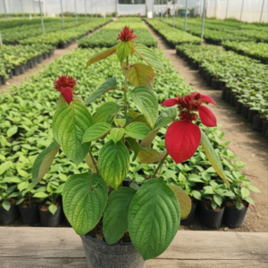 Mussaenda Healthy Flower Plant - Image 5