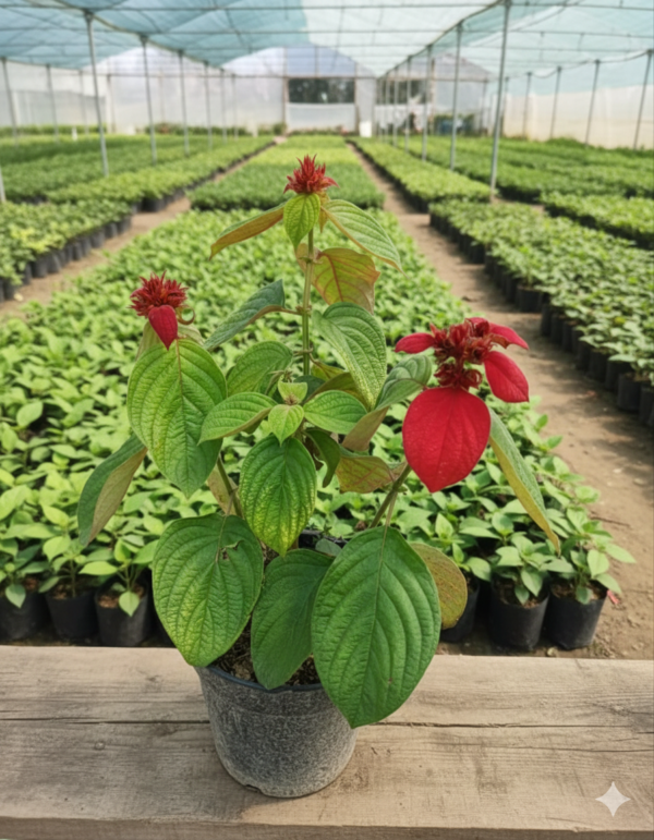 Mussaenda Healthy Flower Plant