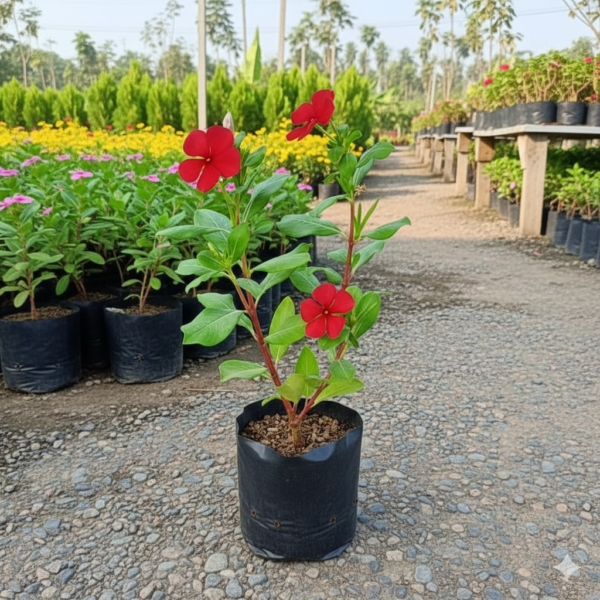 Vinca/Sadabahar/Nithyakalyani/Sadaphuli Healthy Herbal Flower Plant