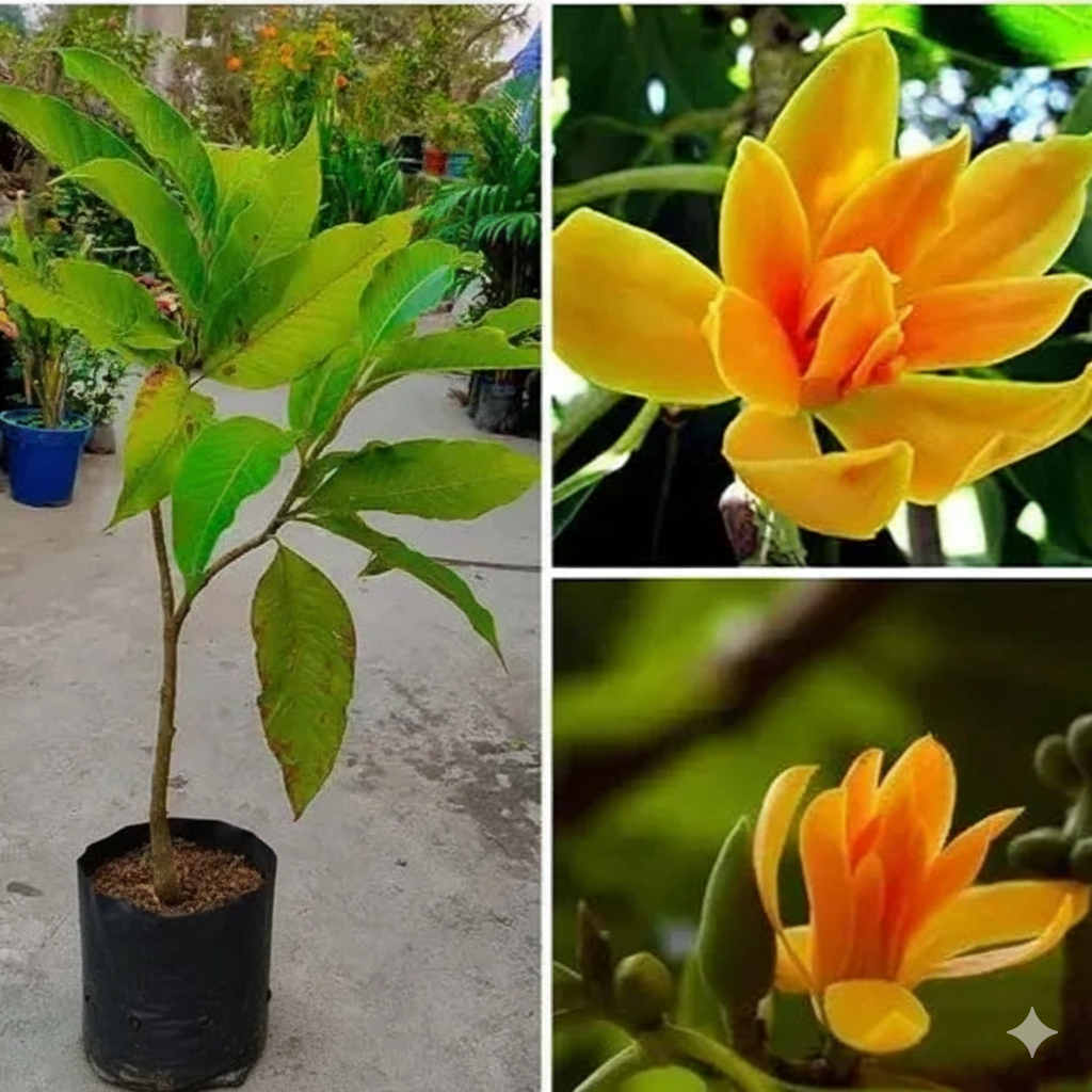 swarna champa flowers healthy plant - Image 2