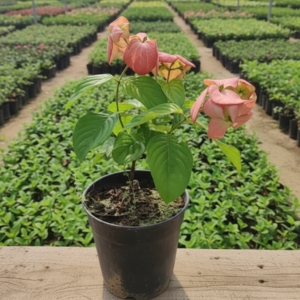 Mussaenda Healthy Flower Plant - Image 4