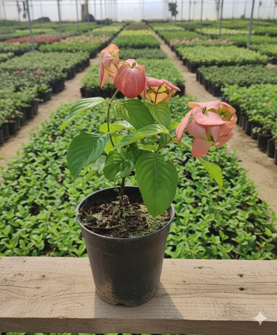 Mussaenda Healthy Flower Plant - Image 4