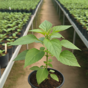 Hazari Mogra Flower Healthy Plant - Image 3