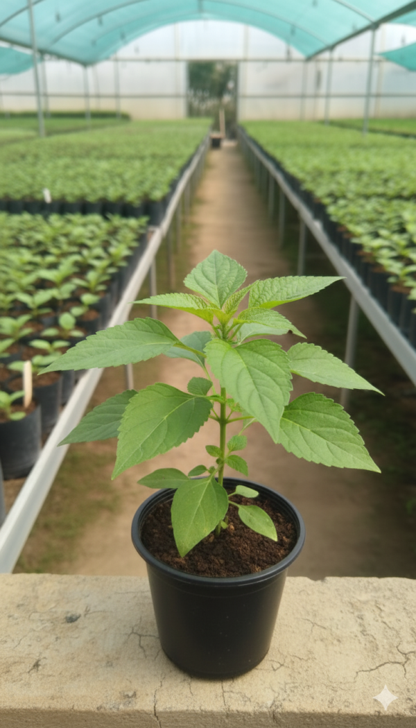 Hazari Mogra Flower Healthy Plant