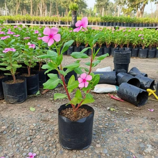 Vinca/Sadabahar/Nithyakalyani/Sadaphuli Healthy Herbal Flower Plant