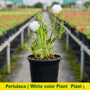 Portulaca/10 o clock Hybrid Colored Flowers Plant - Image 5