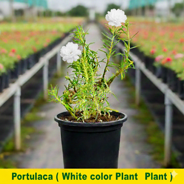 Portulaca/10 o clock Hybrid Colored Flowers Plant