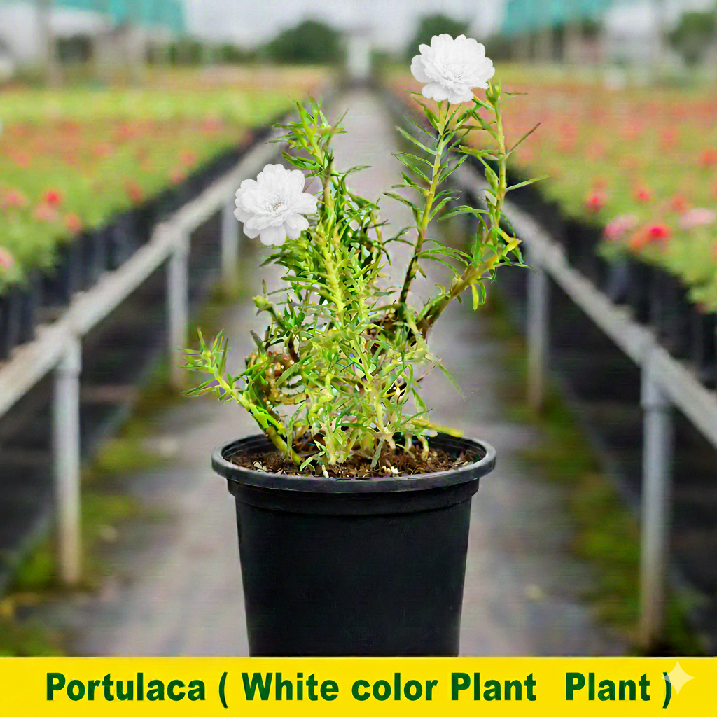 Portulaca/10 o clock Hybrid Colored Flowers Plant - Image 5