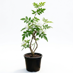 Chameli white scented healthy Flower Plant