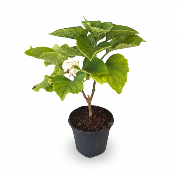 Hazari Mogra Flower Healthy Plant