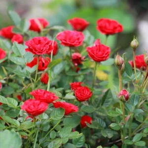 Miniature/Mini Rose Flower Healthy Plant - Image 3