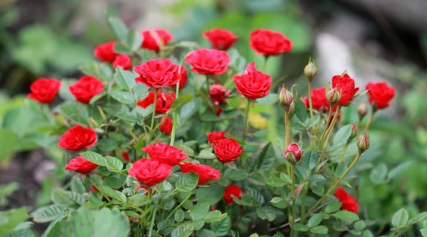 Miniature/Mini Rose Flower Healthy Plant