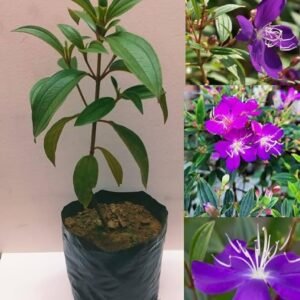 Begum Bahar/ Tibouchina Semidecandra Healthy Flower Plant - Image 4