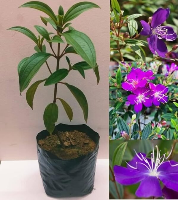 Begum Bahar/ Tibouchina Semidecandra Healthy Flower Plant