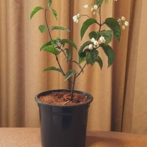 Bleeding Heart Vine healthy Flower PLant - Image 3