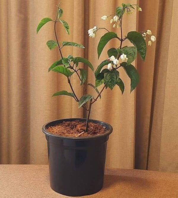 Bleeding Heart Vine healthy Flower PLant