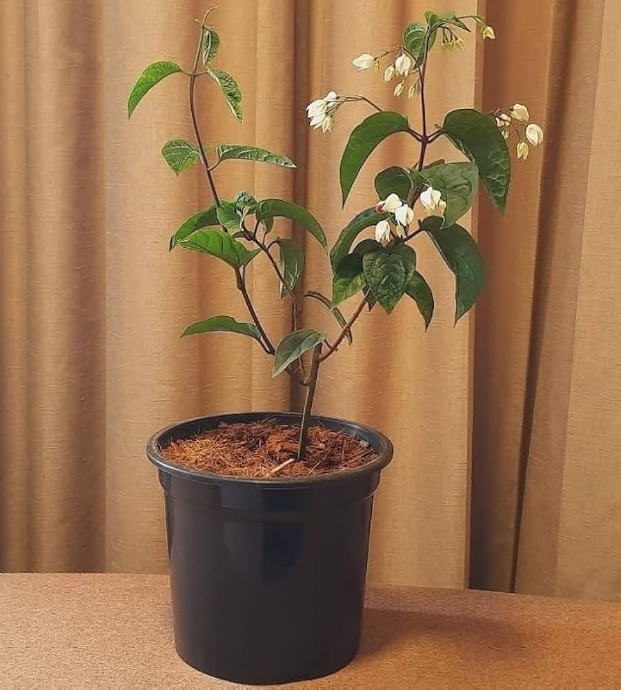 Bleeding Heart Vine healthy Flower PLant - Image 3