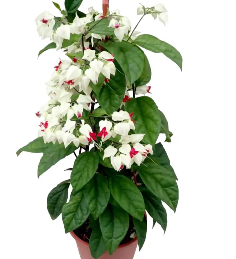 Bleeding Heart Vine healthy Flower PLant