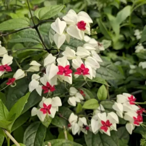 Bleeding Heart Vine healthy Flower PLant - Image 2