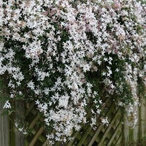 Chameli white scented healthy Flower Plant - Image 3