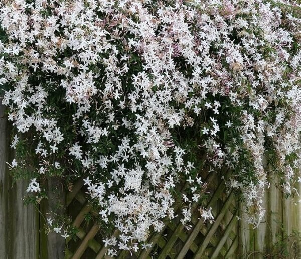 Chameli white scented healthy Flower Plant