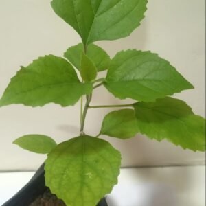 Hazari Mogra Flower Healthy Plant - Image 4