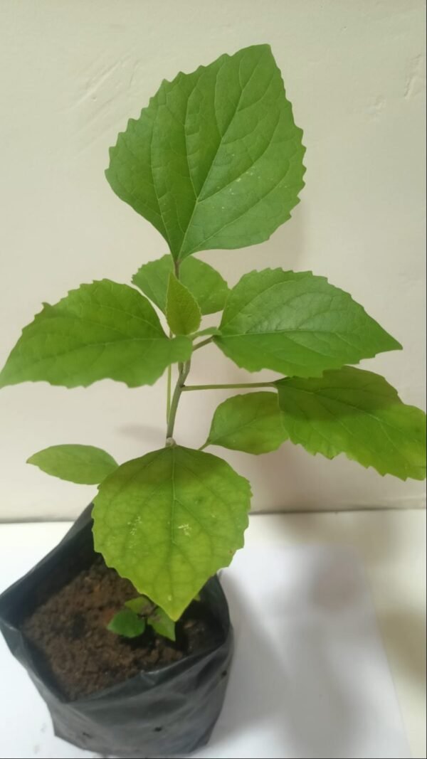Hazari Mogra Flower Healthy Plant