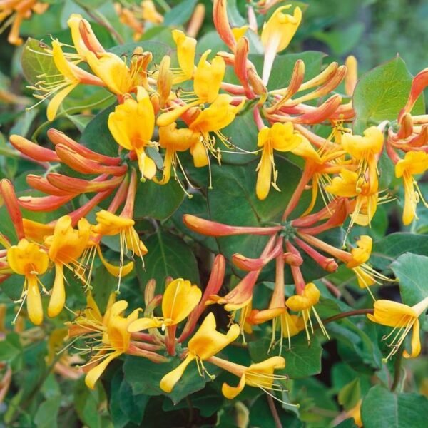 Honeysuckle Vine Flower Healthy Plant