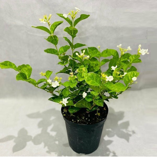 Rat Ki Rani/Night Blooming Jasmine Healthy Flower Plant