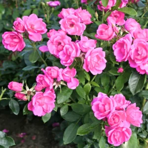 Miniature/Mini Rose Flower Healthy Plant - Image 2