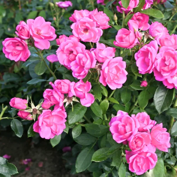 Miniature/Mini Rose Flower Healthy Plant