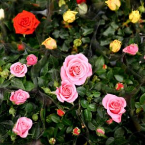 Miniature/Mini Rose Flower Healthy Plant