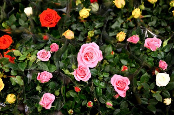 Miniature/Mini Rose Flower Healthy Plant