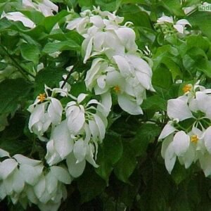 Mussaenda Healthy Flower Plant - Image 3