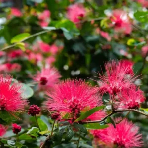 Powder Puff Flower Healthy Plant - Image 2