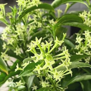 Rat Ki Rani/Night Blooming Jasmine Healthy Flower Plant - Image 3